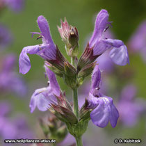 Spanischer Salbei (Salvia lavandulifolia), Blüten