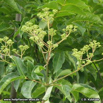 Stinkesche (Tetradium ruticarpium), Knospen