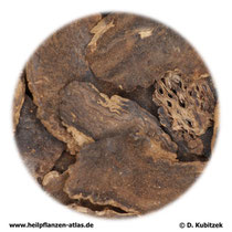 Ningpo-Braunwurzwurzel (Scrophulariae radix). TCM-Name: Xuanshen.