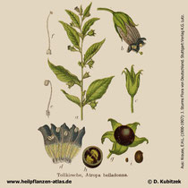 Atropa bella-donna; Tollkirsche; Historisches Bild