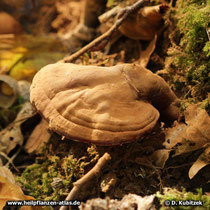 Glänzender Lackporling (Ganoderma lucidum)
