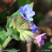 Echtes Lungenkraut (Pulmonaria officinalis, Blütenstand