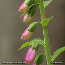 Roter Fingerhut (Digitalis purpurea), Knospen