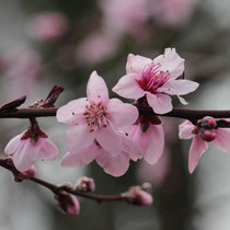 Pfirsichblüten (Prunus persica)