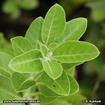 Schlafbeere (Withania somnifera, Ashwaganda)