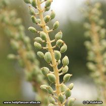 Traubensilberkerze (Actaea racemosa, Synonym: Cimicifuga racemosa), Samenstände