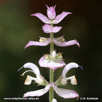 Muskatellersalbei (Salvia sclarea)