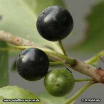 Kreuzdorn (Purgier-Kreuzdorn, Rhamnus catharticus)