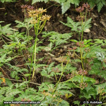 Coptis chinensis blühend