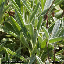 Balkan-Bergtee (Sideritis scardica)