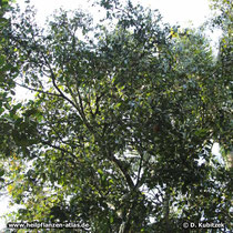 Der Ceylon-Zimtbaum (Cinnamomum verum) ist ein mittelgroßer  Baum