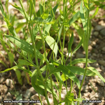Chinesisches Hasenohr (Bupleurum chinense)