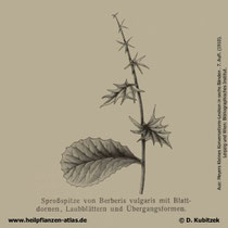 Gewöhnliche Berberitze; Berberis vulgaris; Historische Grafik