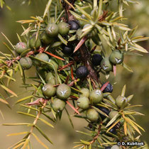 Gewöhnlicher Wacholder (Juniperus communis), Zweig mit "Beeren" (botanisch: Beerenzapfen, Scheinfrüchte)