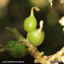 Kardamom (Malabar-Kardamome, Elettaria cardamomum)