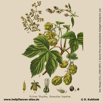 Gewöhnlicher Hopfen; Humulus lupulus; Historische Grafik