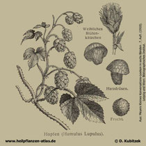 Gewöhnlicher Hopfen; Humulus lupulus; Historische Grafik