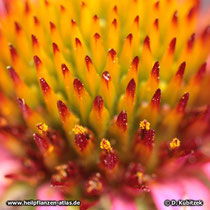 Die Pollen des Schmalblättrigen Sonnenhuts (Echinacea angustifolia) sind gelb. Darin unterscheidet er sich vom Blassen Sonnenhut (weiße Pollen).