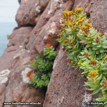 Rosenwurz (Rhodiola rosea)