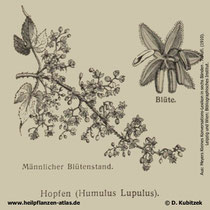 Gewöhnlicher Hopfen; Humulus lupulus; Historische Grafik