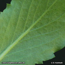 Kalifornisches Gummikraut (Grindelia robusta), Blatt Unterseite