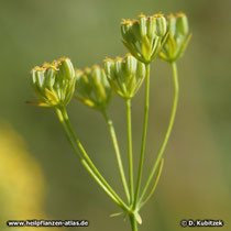 Chinesisches Hasenohr (Bupleurum chinense) Früchte