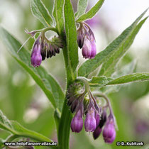 Beinwell (Gewoehnlicher Beinwell, Symphytum officinale)