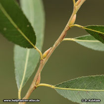 Bruch-Weide (Salix fragilis), Zweig