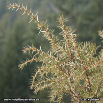 Gewöhnlicher Wacholder (Juniperus communis), Zweige