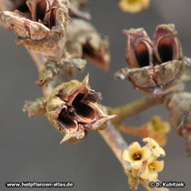 Zaubernuss (Hamamelis virginiana), leere Kapseln nach Abwurf der Samen