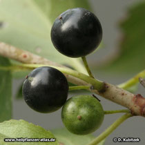 Die Früchte des Kreuzdorns Purgier-Kreuzdorn (Rhamnus catharticus) färben sich von grün direkt nach schwarz.