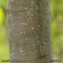 Stinkesche (Tetradium ruticarpium), Borke an einem jüngeren Baum