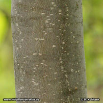 Stinkesche (Tetradium ruticarpium), Borke an einem jüngeren Baum