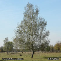 Gewöhnliche Birke (Betula pendula), Standort