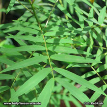 Sennes (Senna alexandrina), Blätter