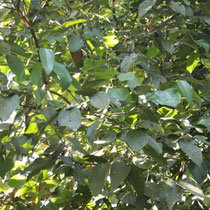 Ceylon-Zimtbaum (Cinnamomum verum) ist immergrün.