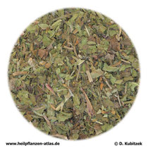 Pfefferminzblätter (Menthae piperitae folium)