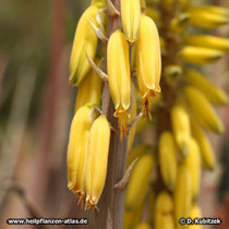 Aloe vera (Aloe barbadensis), Blüten