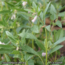 Sesam (Sesamum indicum)