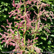 Rhabarber (Rheum palmatum, Rheum officinale)