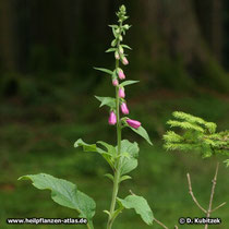 Roter Fingerhut (Digitalis purpurea) Wuchsform