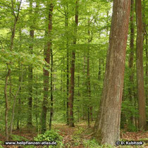 Trauben-Eiche (Quercus petraea), Standort im Wald, hier in einem Trauben-Eichen-Hainbuchen-Wald