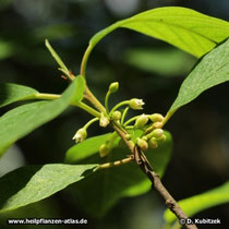 Amerikanischer Faulbaum (Rhamnus purshiana), Büten