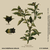 Atropa bella-donna; Tollkirsche; Historisches Bild