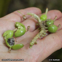 Kardamom (Malabar-Kardamome, Elettaria cardamomum)