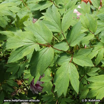 Strauchpäonie (Paeonia x suffruticosa), Blütter