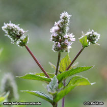 Pfefferminze (Mentha x piperita)