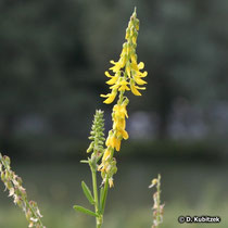 Echter Steinklee (Melilotus officinalis), Blütenstand