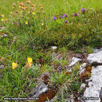  Alpen-Edelweiß (Leontopodium nivale subsp. alpinum)