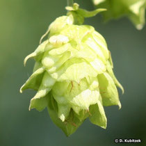 Hopfen (Gewöhnlicher Hopfen, Humulus lupulus)